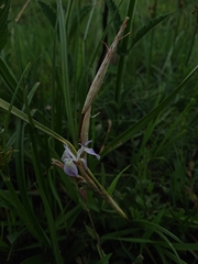Moraea simulans