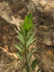 Verbesina baccharidea