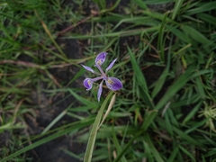 Moraea simulans