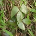 Sargentodoxa cuneata - Photo (c) Young Chan,  זכויות יוצרים חלקיות (CC BY-NC), הועלה על ידי Young Chan