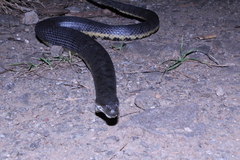 Cerberus schneiderii