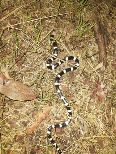 Eastern Bandy Bandy sighting