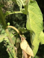 Agesander ruficornis