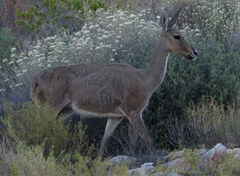 Vaal Rhebok photo 3