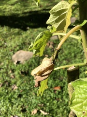 Agesander ruficornis