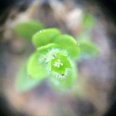 Stellaria apetala