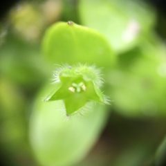 Stellaria apetala