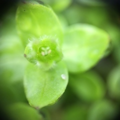 Stellaria apetala