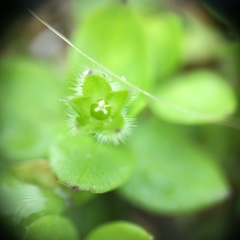 Stellaria apetala