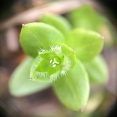 Stellaria apetala