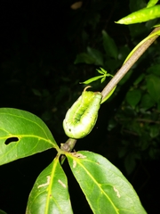 Gnathothlibus australiensis