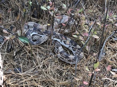 Pituophis melanoleucus melanoleucus