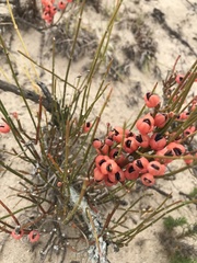Ephedra tweedieana