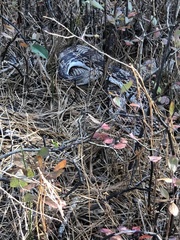 Pituophis melanoleucus melanoleucus