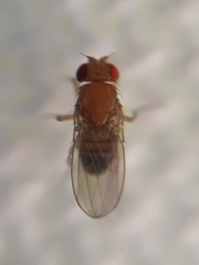 Drosophila simulans