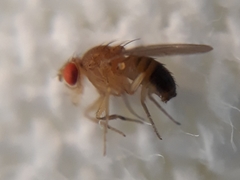 Drosophila simulans