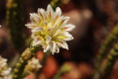 Phylica pulchella