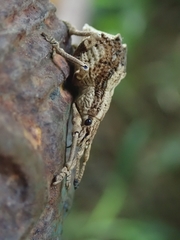 Episomus chinensis
