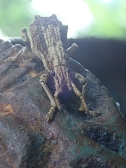 Episomus chinensis