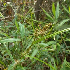 Scleria terrestris