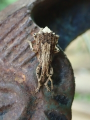 Episomus chinensis