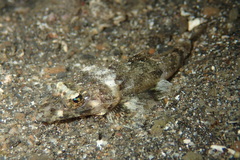 Rogadius pristiger