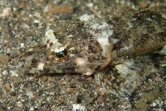 Rogadius pristiger