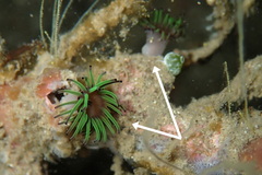 Acrozoanthus australiae