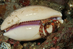 Dardanus sanguinolentus
