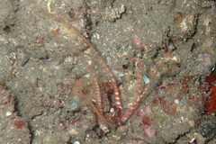 Ophiotrichidae