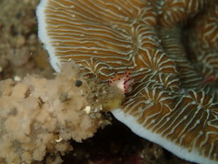 Leptoseris explanata