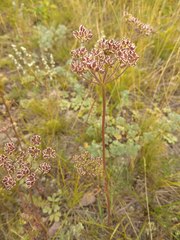 Peucedanum vaginatum