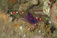Stenopus tenuirostris