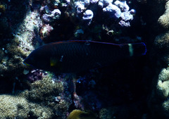 Pseudodax moluccanus