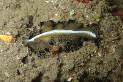 Pseudobiceros flowersi