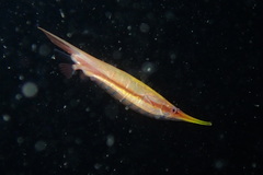 Centriscus scutatus