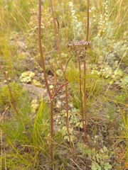 Peucedanum vaginatum
