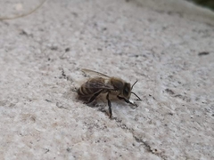 Apis mellifera