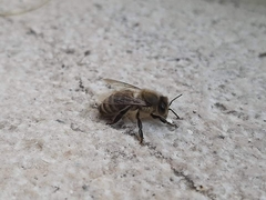 Apis mellifera