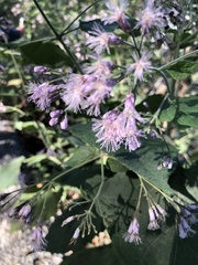 Peteravenia malvifolia