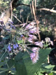 Peteravenia malvifolia