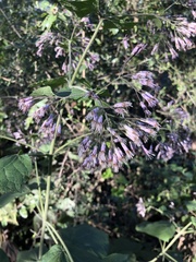 Peteravenia malvifolia