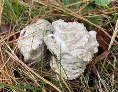 Amanita chrysoblema