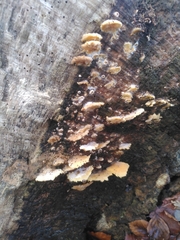 Merulius tremellosus