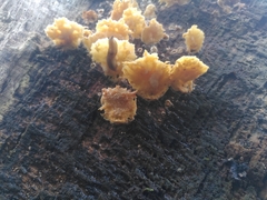 Merulius tremellosus