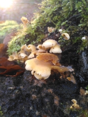 Merulius tremellosus