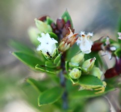 Styphelia leptospermoides
