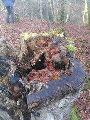 Merulius tremellosus