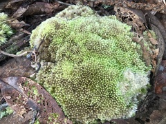 Leucobryum aduncum