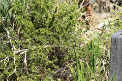 Styphelia leptospermoides